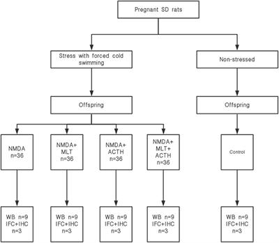 The Instigation of the Associations Between Melatonin, Circadian Genes, and Epileptic Spasms in Infant Rats